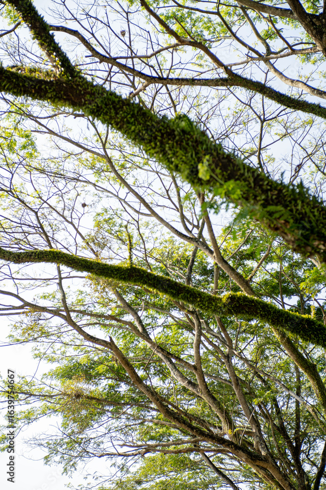 Fototapeta premium A tree with beautiful branches covered in green moss. A beautiful and natural backdrop.
