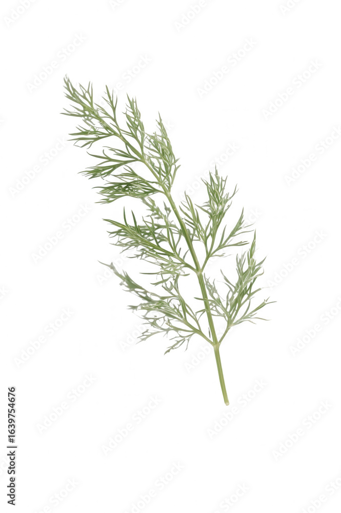 Obraz premium Fresh Dill Herb Sprig Isolated on White Background