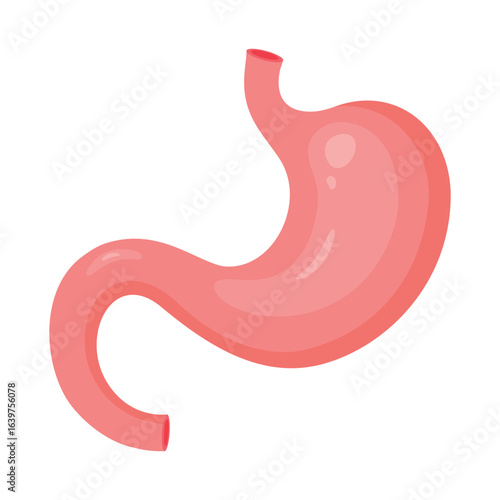Human stomach. Internal organ, anatomy. Healthy human stomach. Organ of internal digestion system. Vector illustration in flat style