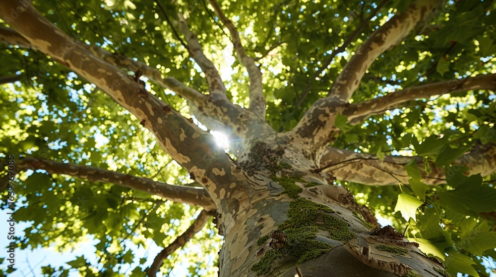 Fototapeta premium Majestic Sycamore Trees: Iconic Species with Large, Lobed Leaves, Smooth White Bark, and Spreading Canopies, Thriving in Urban Parks, Woodlands, and Riverbanks, Capturing Natural Beauty for Botanical 