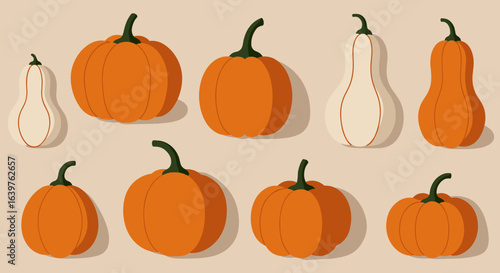 Harvesting pumpkins and gourds autumn farm graphic design warm colors aerial view seasonal decor. Vector illustration