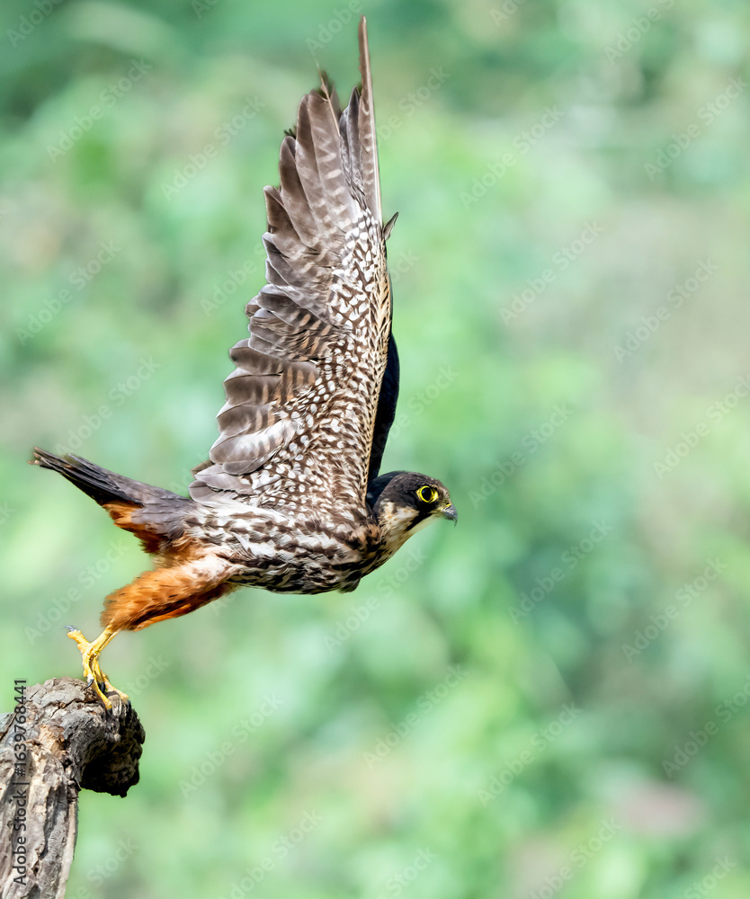 Fototapeta premium red tailed hawk