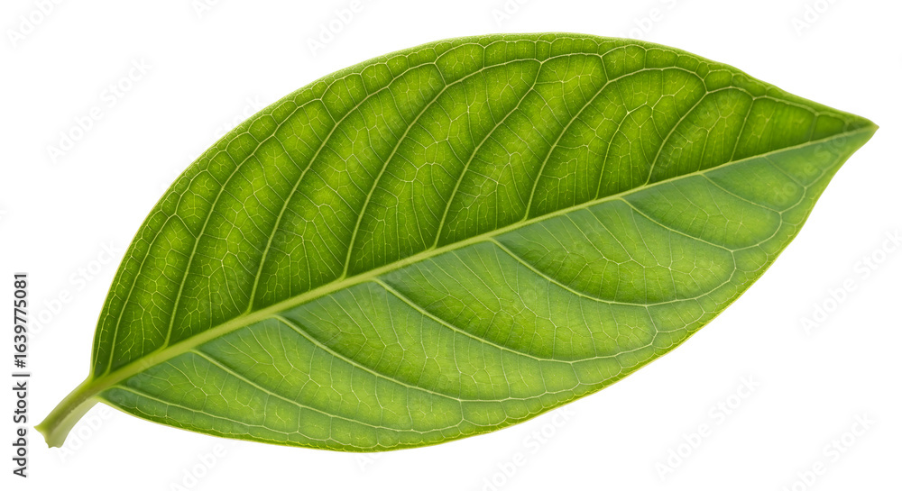 Obraz premium Vibrant green leaf showcasing intricate veining and healthy texture, perfect for nature and wellness themes