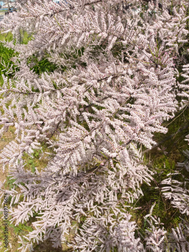 Fotografía A densely packed shrub with countless tiny, pale pink flowers creating a soft, feathery texture