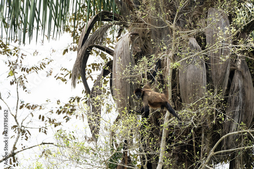 Canvas Print Primate monkey tree climbing in Central America's Costa Rica along the Rio Frio