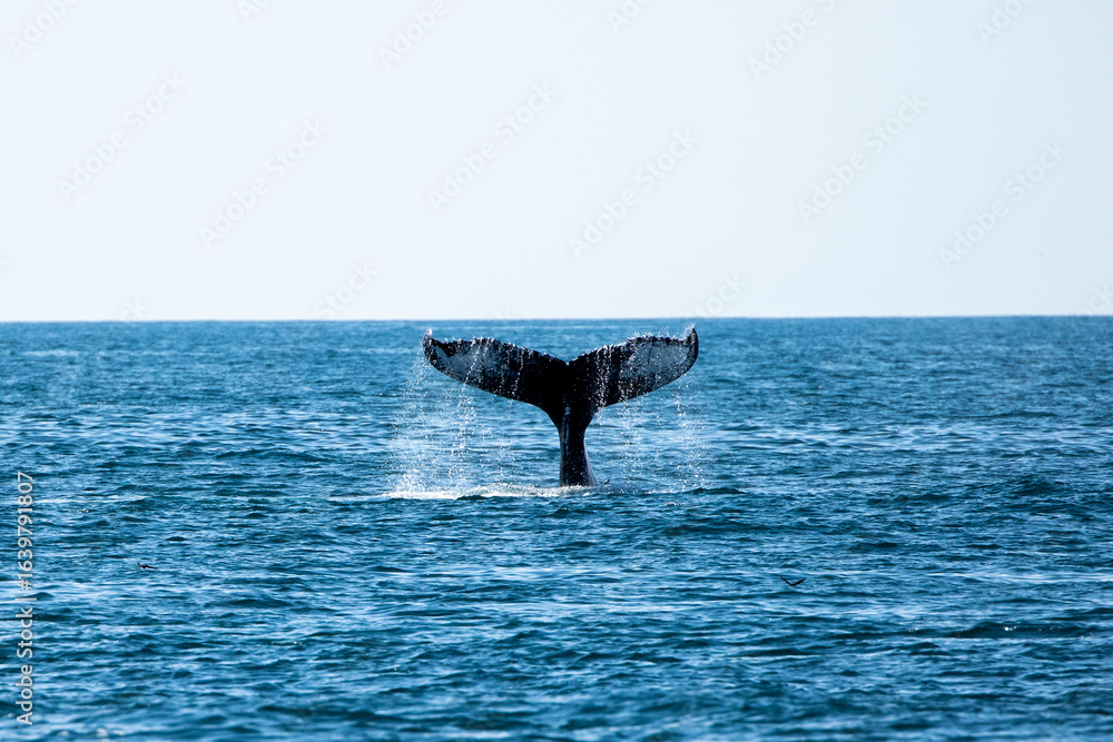 Fototapeta premium Whale Watch