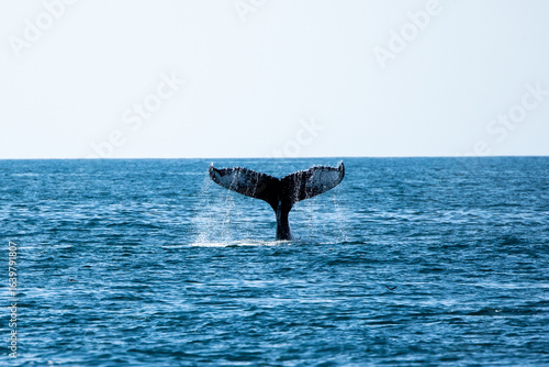 Whale Watch