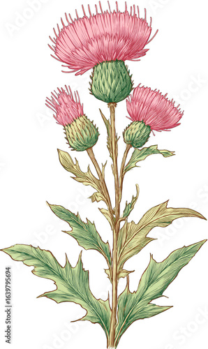 Detailed illustration of a thistle plant.  Pink flower heads, green leaves, and stem.  Botanical style