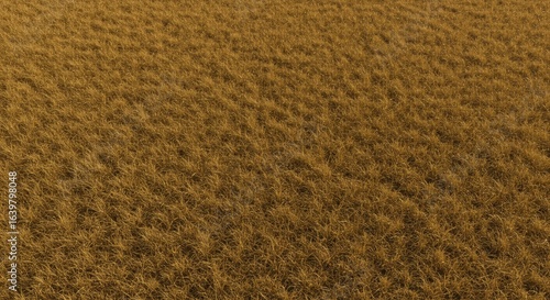 A field of dry brown grass under bright light