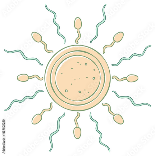 Stylized illustration of human fertilization with sperm swimming towards an egg cell ovum