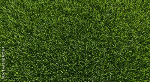 Wallpaper Mural Vibrant green grass texture closeup overhead view Torontodigital.ca
