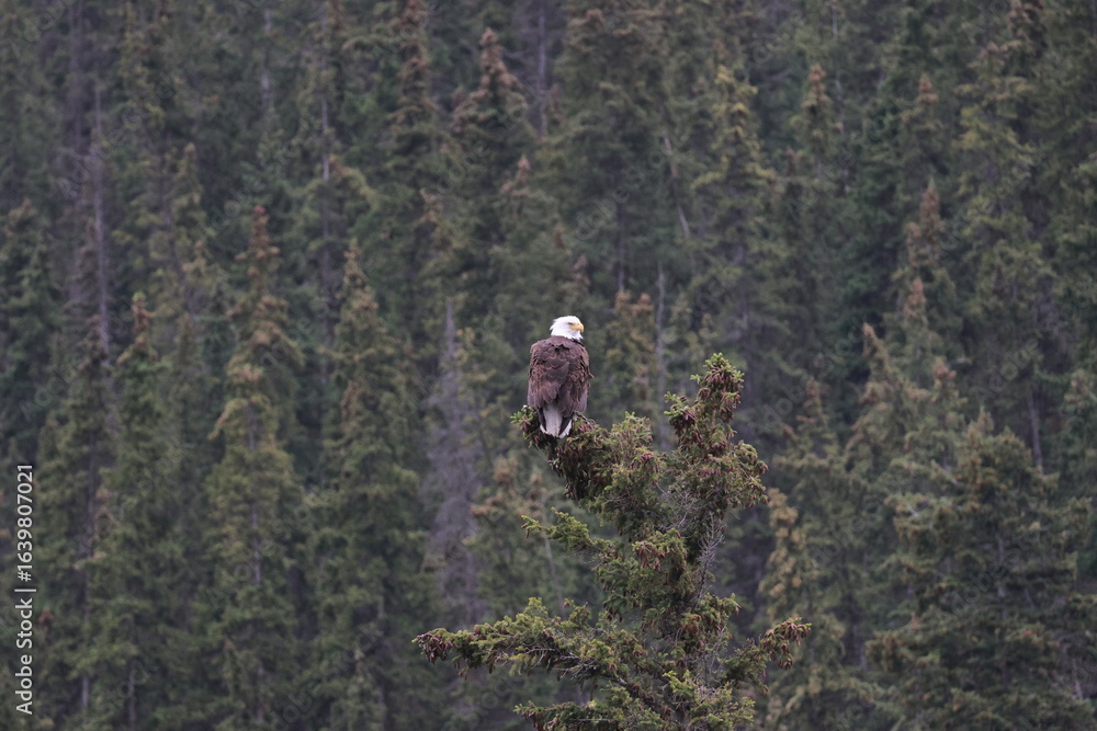 Fototapeta premium Bald Eagle