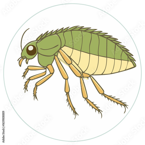 Flea cartoon vector illustration insect parasite pest animal isolated on white