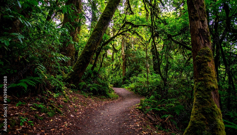 Obraz premium A pathway winds through a lush, mossy forest.