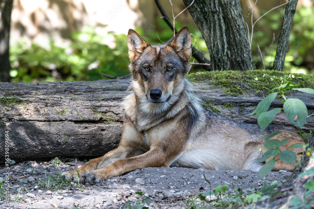 Obraz premium European Grey Wolf, Canis lupus in a german park
