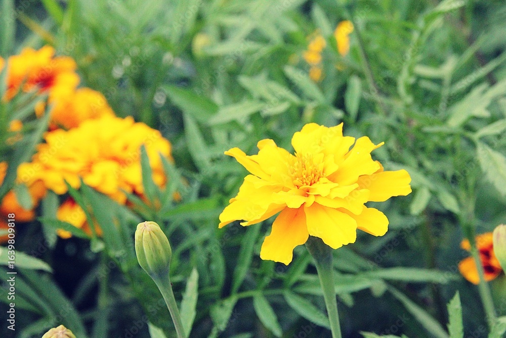 these marigolds, blooming flowers in the garden, summer, yellow petals these marigolds, blooming flowers in the garden, summer, yellow petals