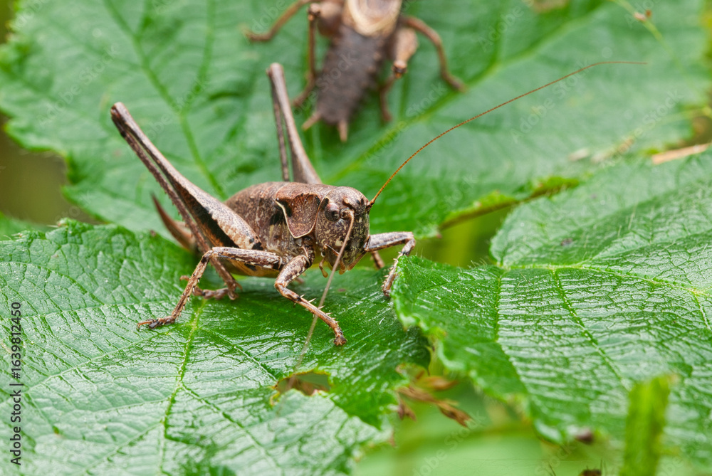 green grasshopper on a leafThe grasshoppers are insects belonging to the order of the Ortoptera, known for their straight wings and their hind legs suitable for jumping. They are heterometabolic. green grasshopper on a leafThe grasshoppers are insects belonging to the order of the Ortoptera, known for their straight wings and their hind legs suitable for jumping. They are heterometabolic.