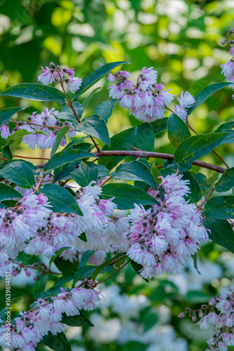 deutzia in the summer park