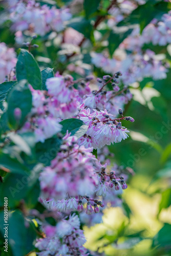 deutzia in the summer park