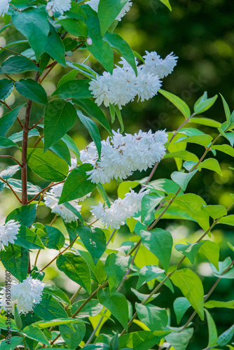 deutzia in the summer park