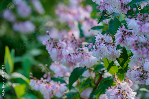 deutzia in the summer park