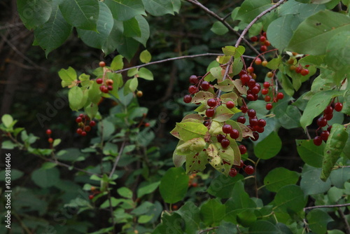 red currant bush