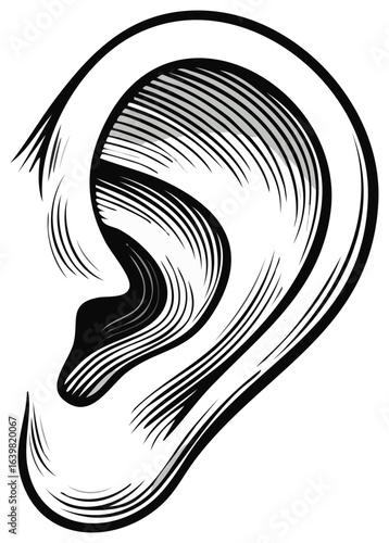 Stylized Ear Illustration Engraved Style Human Anatomy Auricle Pinna Listening Hearing Organ Medical Healthcare