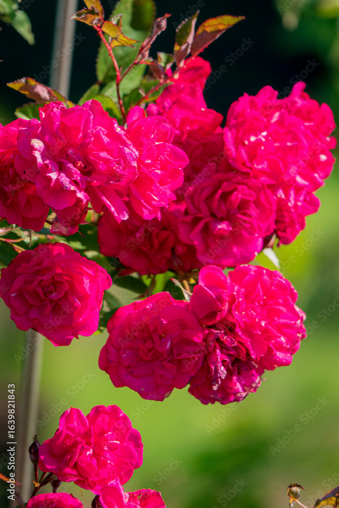 Fototapeta premium nice roses in the park