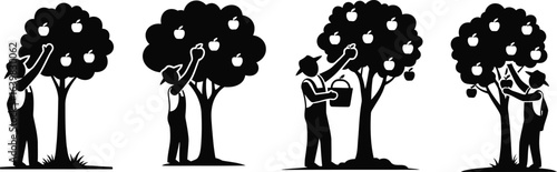 Farmer Picking Apples from Tree Silhouette Icon Vector Set - Fruit Harvesting and Orchard Work