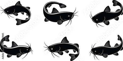 Catfish vector illustration, aquatic animal drawing, black and white fish art, detailed fish sketch, freshwater fish graphic, cad drawing flat vector illustration