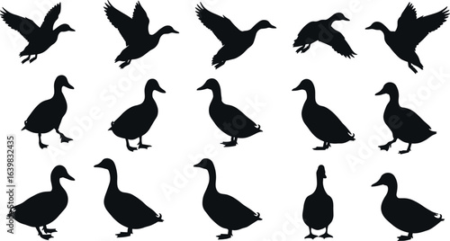 Duck silhouette flying, standing, and walking, wild bird shapes, waterfowl collection, nature animal icons, black duck poses, bird movement, migration, feathered wildlife set.