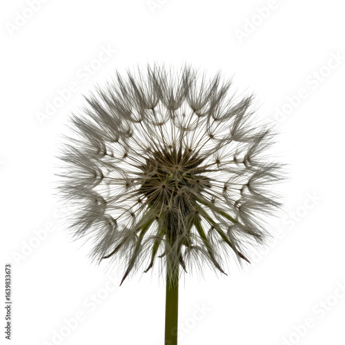 Wallpaper Mural Pristine, spherical dandelion seed head with delicate white fibers and visible seeds, perfectly isolated on a transparent studio background, concept of natural beauty and scientific precision Torontodigital.ca