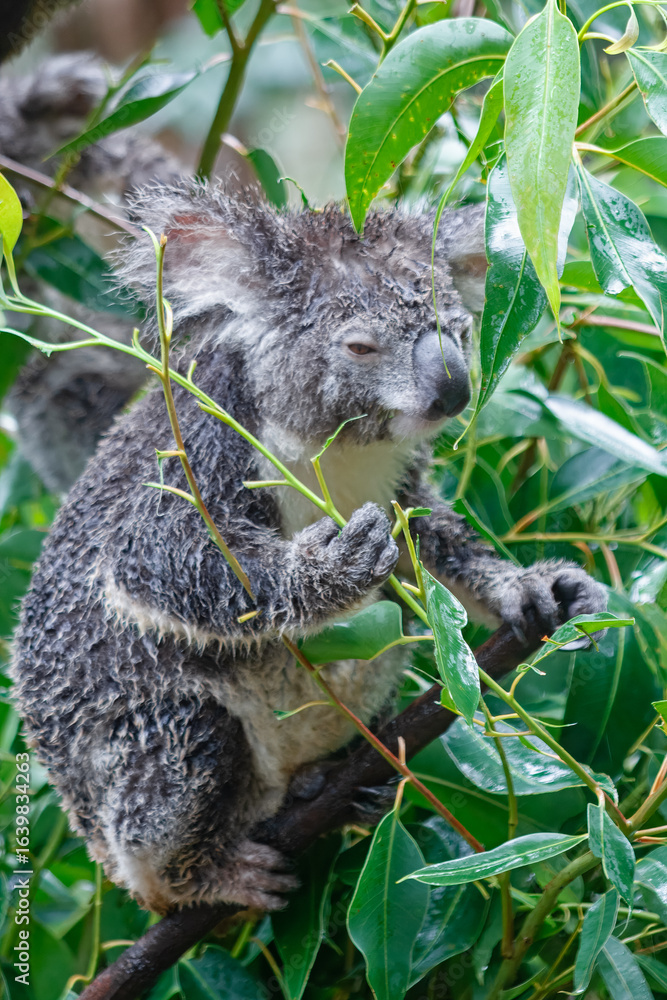 Fototapeta premium Adorable Wild Koala Eating Eucalyptus Leaves. Resting on Tree Branches in Natural Australian Habitat. Cute Wildlife Animal Close-Up in Daylight. Baby Koala, Family, sleeping. 4k Resolution portrait.