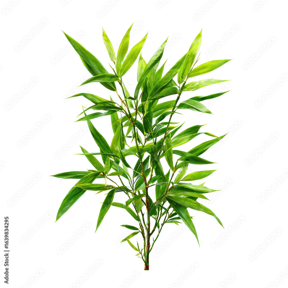 Obraz premium Lush green bamboo plant showcasing vibrant foliage in natural light