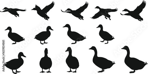 Duck silhouettes flying and walking, various duck poses, wild waterfowl shapes, nature bird collection, animal icons in black, duck family, bird silhouettes in different actions.