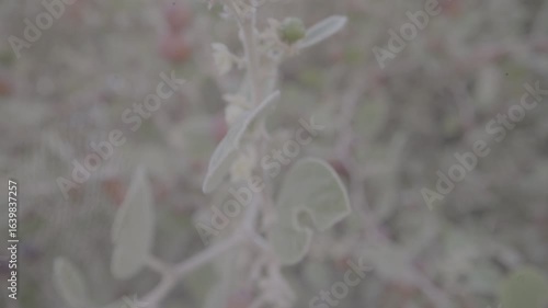 Wallpaper Mural A bee on an acacia tree in Hail, Saudi Arabia.
 Torontodigital.ca