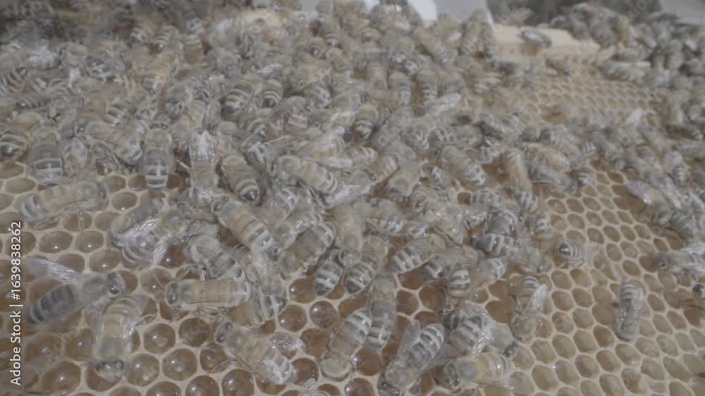 Beehive and honey from acacia trees in Hail, Saudi Arabia. Beehive and honey from acacia trees in Hail, Saudi Arabia.