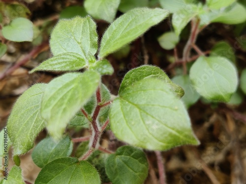 Wallpaper Mural Nature, mountains and valleys of Ronda Torontodigital.ca
