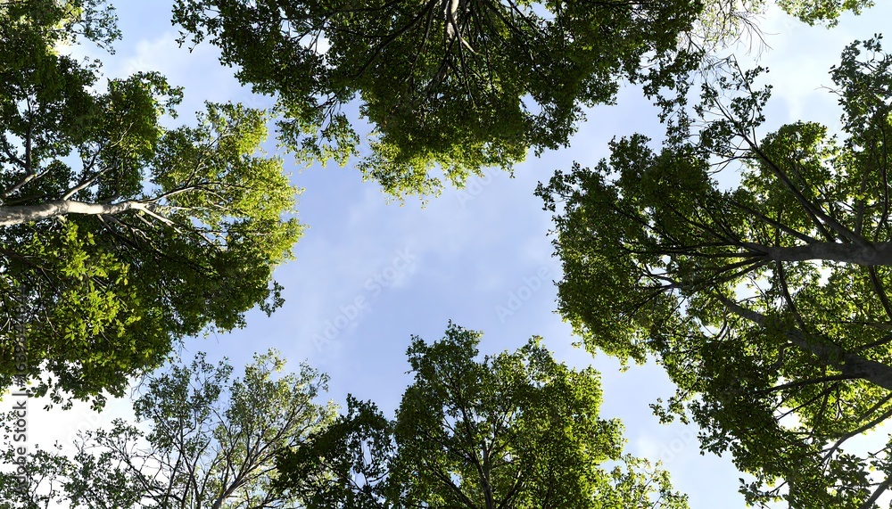 Fototapeta premium Lush green treetops reaching for the clear blue sky.