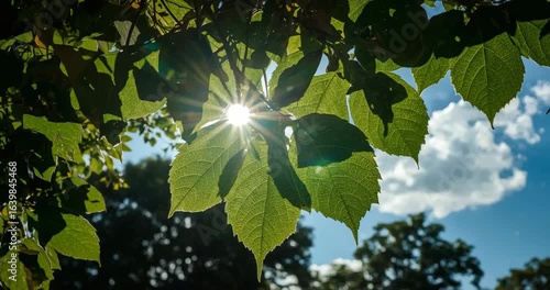Sunlight Shining Through Green Leaves in Forest