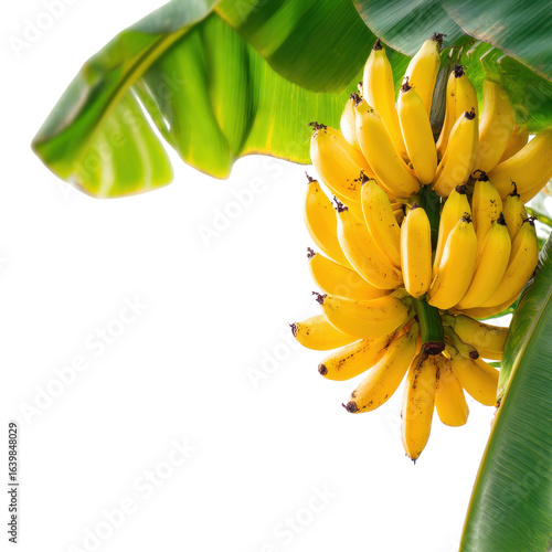 Freshly harvested bunch of ripe bananas hanging under green banana leaves in a tropical garden setting during daytime