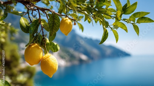 Bright lemons hang from branch, ocean and mountains in distance