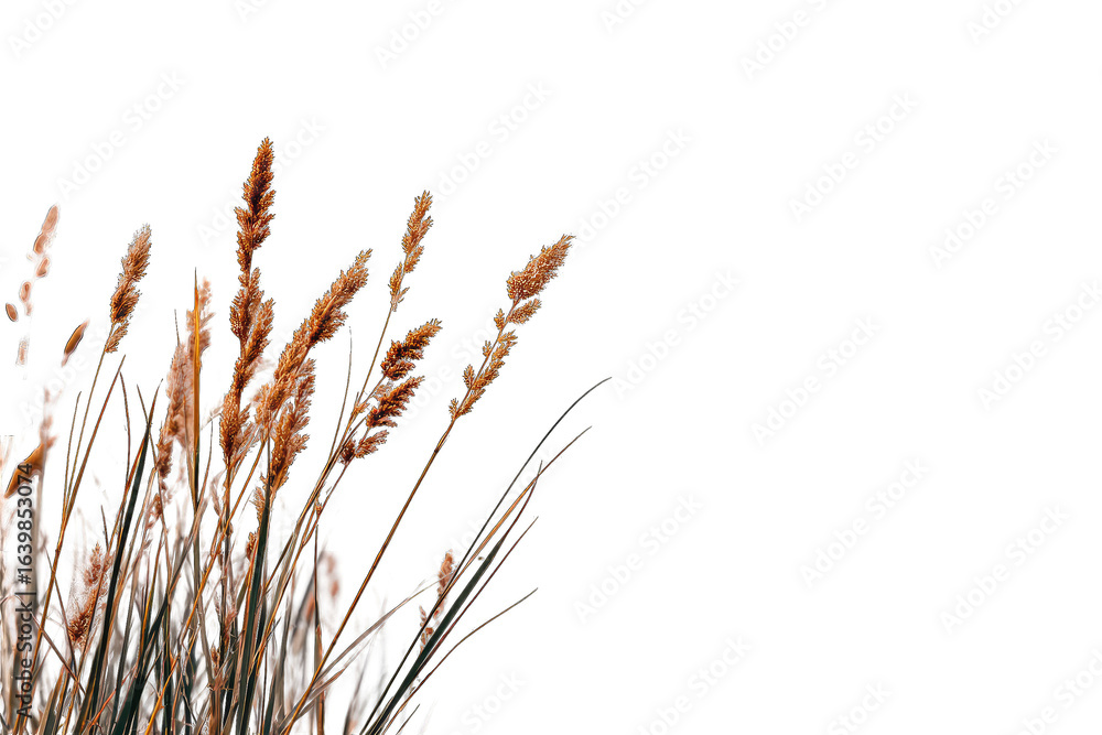 Fototapeta premium Close-up of dried wheat or grass stalks against a black background. 