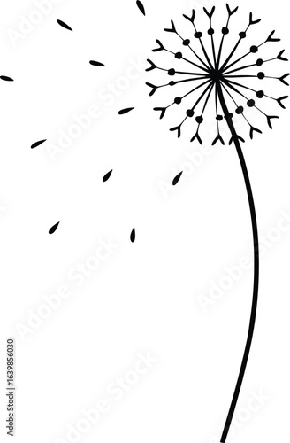 A dandelion in seed with the seeds blowing away silhouette