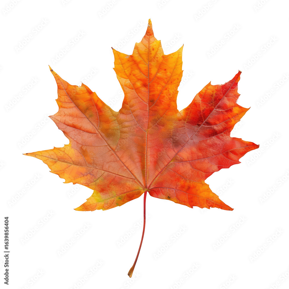 Fototapeta premium Autumn Maple Leaf, Isolated, Fall Colors, Design Element
