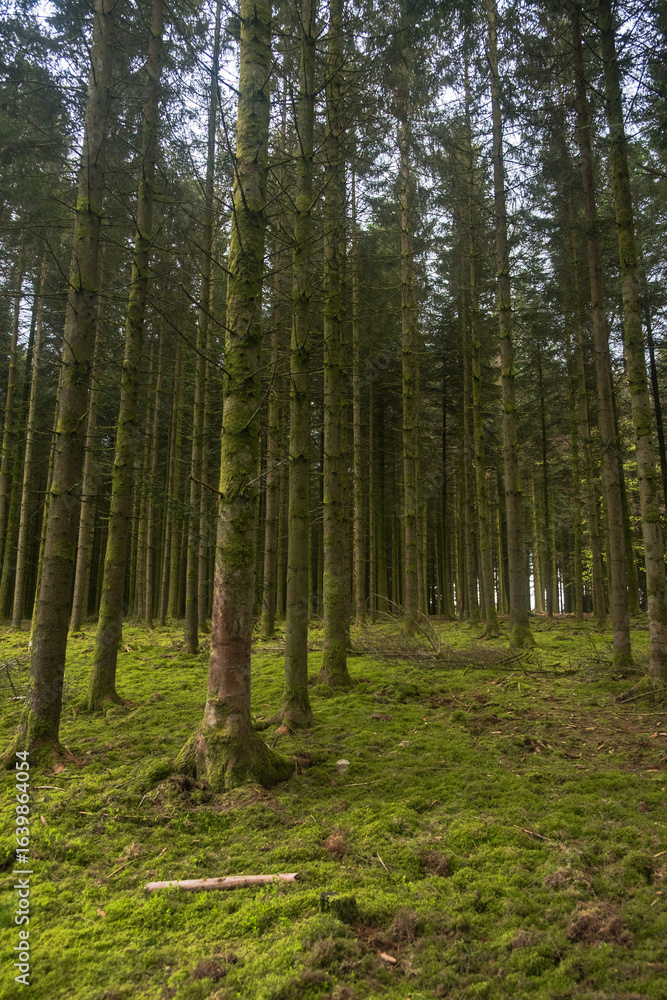 Fototapeta premium Trees in a pine forest and green moss in Libramont, Belgium