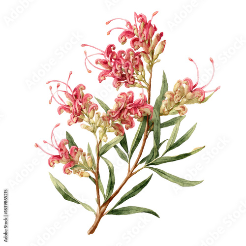 Detailed botanical illustration of a flowering branch