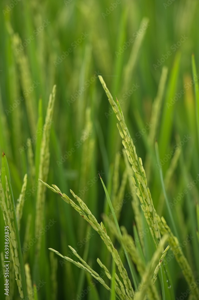 Ripe rice in farm fields. Closeup yellow paddy rice field with rice Flower. Rice field on rice paddy green. macro shot. Ripe rice in farm fields. Closeup yellow paddy rice field with rice Flower. Rice field on rice paddy green. macro shot.