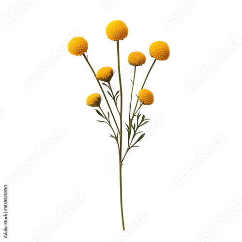 Yellow Billy Balls flower bouquet on black background botanical photography isolated on transparent background cutout