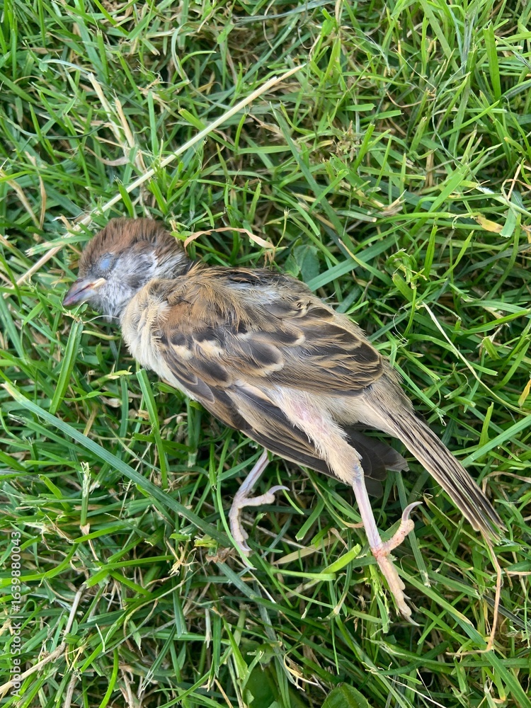 Fototapeta premium dead bird on the grass, dead sparrow 